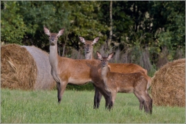 <p>JELEN LESNÍ (Cervus elaphus) Šluknovsko - Valdek</p>